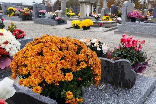 Fleurs de décoration pour les entreprises
